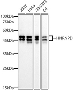 hnRNP D Antibody in Western Blot (WB)