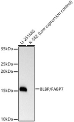 FABP7 Antibody in Western Blot (WB)