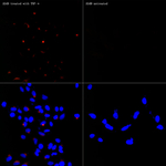 CCL2 Recombinant Rabbit Monoclonal Antibody (1Q4T7)