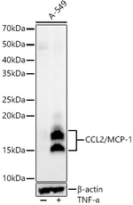 CCL2 Antibody in Western Blot (WB)