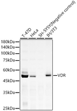 VDR Antibody in Western Blot (WB)