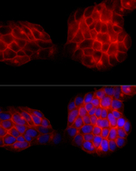 SLC14A1 Recombinant Rabbit Monoclonal Antibody (7V9Z4)