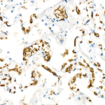 SLC14A1 Antibody in Immunohistochemistry (Paraffin) (IHC (P))