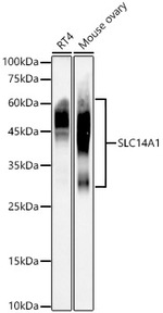 SLC14A1 Antibody in Western Blot (WB)