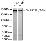 SMARCA2 Antibody in Western Blot (WB)