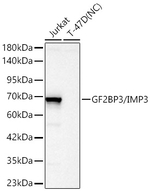 IGF2BP3 Antibody in Western Blot (WB)