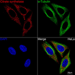 Citrate Synthase Antibody in Immunocytochemistry (ICC/IF)