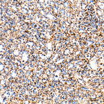 Citrate Synthase Antibody in Immunohistochemistry (Paraffin) (IHC (P))