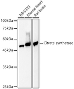 Citrate Synthase Antibody in Western Blot (WB)