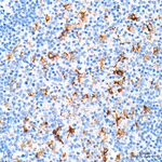 Cathepsin L Antibody in Immunohistochemistry (Paraffin) (IHC (P))
