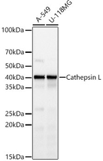 Cathepsin L Antibody in Western Blot (WB)
