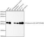 PSMB8 Antibody in Western Blot (WB)