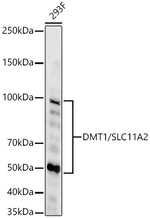 SLC11A2 Antibody in Western Blot (WB)