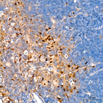 RelB Recombinant Rabbit Monoclonal Antibody (6P1V10)
