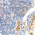 RelB Antibody in Immunohistochemistry (Paraffin) (IHC (P))