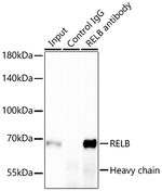 RelB Antibody in Immunoprecipitation (IP)