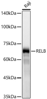 RelB Antibody in Western Blot (WB)