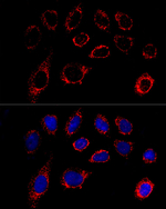 SLC25A5 Antibody in Immunocytochemistry (ICC/IF)