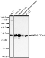 SLC25A5 Antibody in Western Blot (WB)