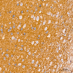 SMPD3 Antibody in Immunohistochemistry (Paraffin) (IHC (P))