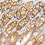 SMPD3 Antibody in Immunohistochemistry (Paraffin) (IHC (P))