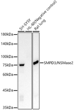 SMPD3 Antibody in Western Blot (WB)