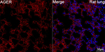 RAGE Antibody in Immunohistochemistry (Paraffin) (IHC (P))
