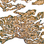 RAGE Antibody in Immunohistochemistry (Paraffin) (IHC (P))