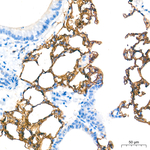 RAGE Antibody in Immunohistochemistry (Paraffin) (IHC (P))