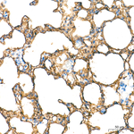 RAGE Antibody in Immunohistochemistry (Paraffin) (IHC (P))