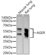 RAGE Antibody in Western Blot (WB)