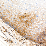 beta-2 Microglobulin Antibody in Immunohistochemistry (Paraffin) (IHC (P))