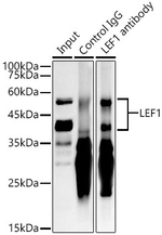 LEF1 Antibody in Immunoprecipitation (IP)