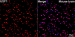 USF1 Antibody in Immunohistochemistry (Paraffin) (IHC (P))