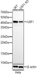 USF1 Antibody in Western Blot (WB)