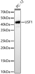 USF1 Antibody in Western Blot (WB)
