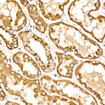 Mitofilin Antibody in Immunohistochemistry (Paraffin) (IHC (P))