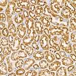 Mitofilin Recombinant Rabbit Monoclonal Antibody (6C0I4)
