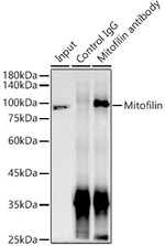 Mitofilin Antibody in Immunoprecipitation (IP)