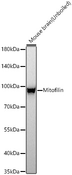 Mitofilin Antibody in Western Blot (WB)