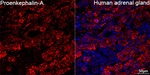 PENK Recombinant Rabbit Monoclonal Antibody (10U4M1)