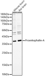 PENK Antibody in Western Blot (WB)