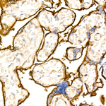 CD200 Recombinant Rabbit Monoclonal Antibody (4B0W5)