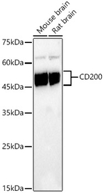 CD200 Antibody in Western Blot (WB)