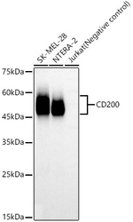 CD200 Antibody in Western Blot (WB)