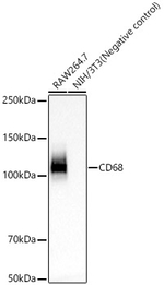 CD68 Antibody in Western Blot (WB)