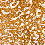 HMGCS2 Antibody in Immunohistochemistry (Paraffin) (IHC (P))