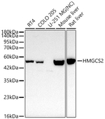 HMGCS2 Antibody in Western Blot (WB)