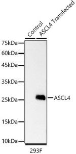 ASCL4 Antibody in Western Blot (WB)