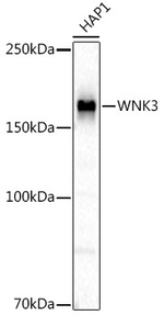 WNK3 Antibody in Western Blot (WB)